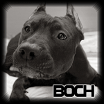 boch1