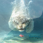 Serega_